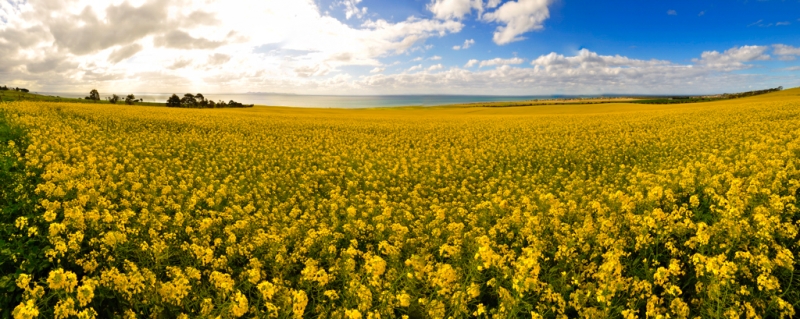 canola 19.jpg